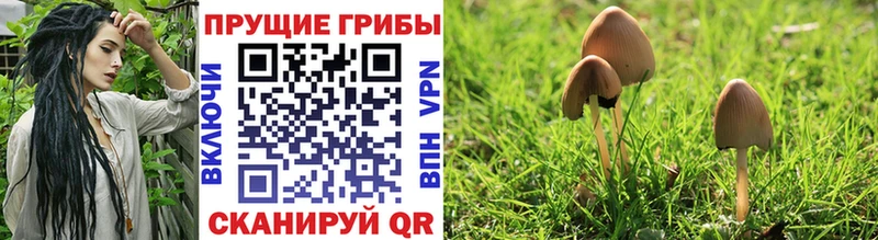 Псилоцибиновые грибы прущие грибы  Купить где  Медынь 